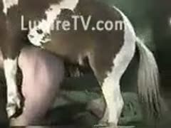 A large horse screwing a guy